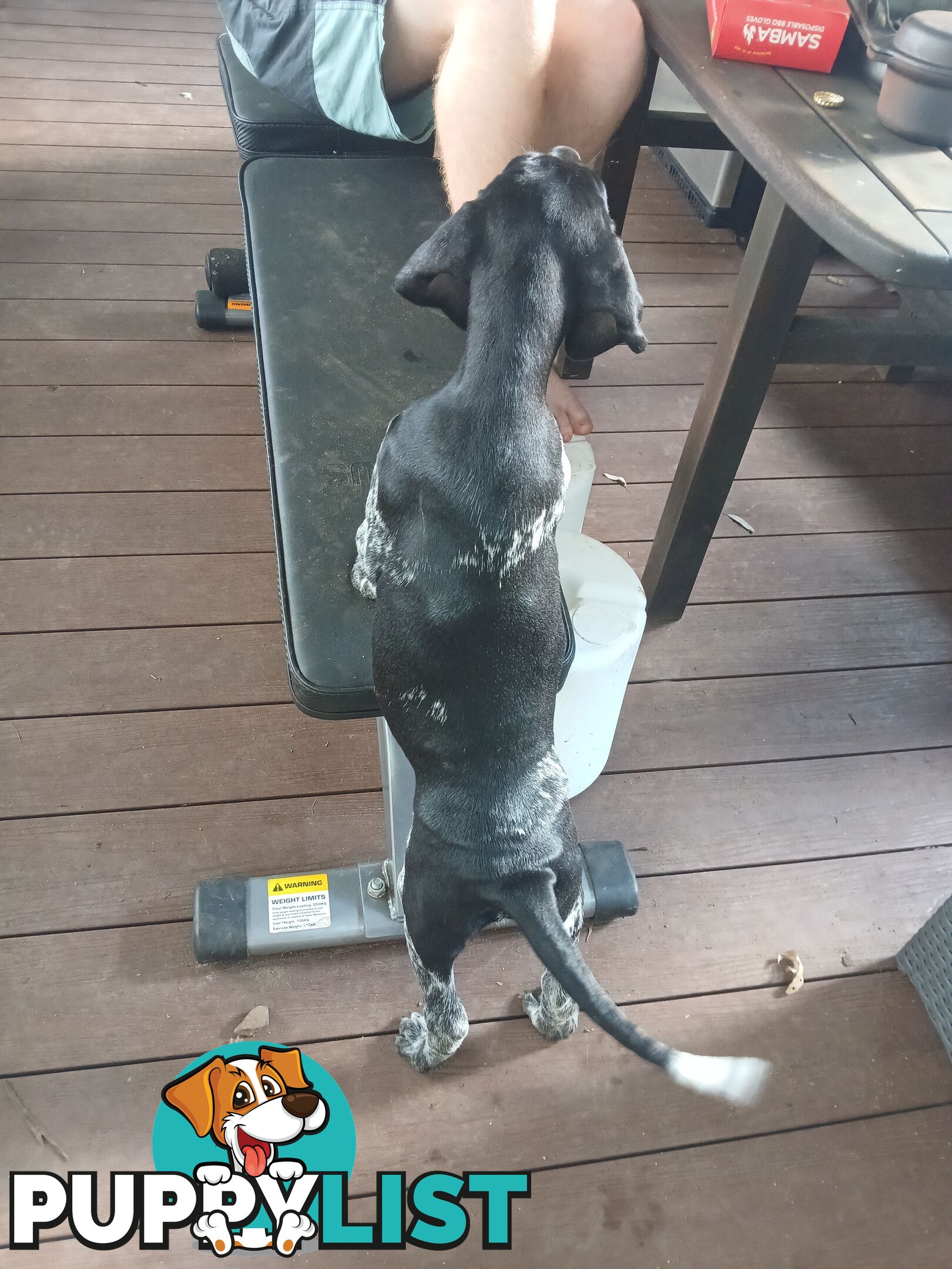 Pedigree German Shorthaired Pointers