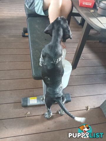 Pedigree German Shorthaired Pointers