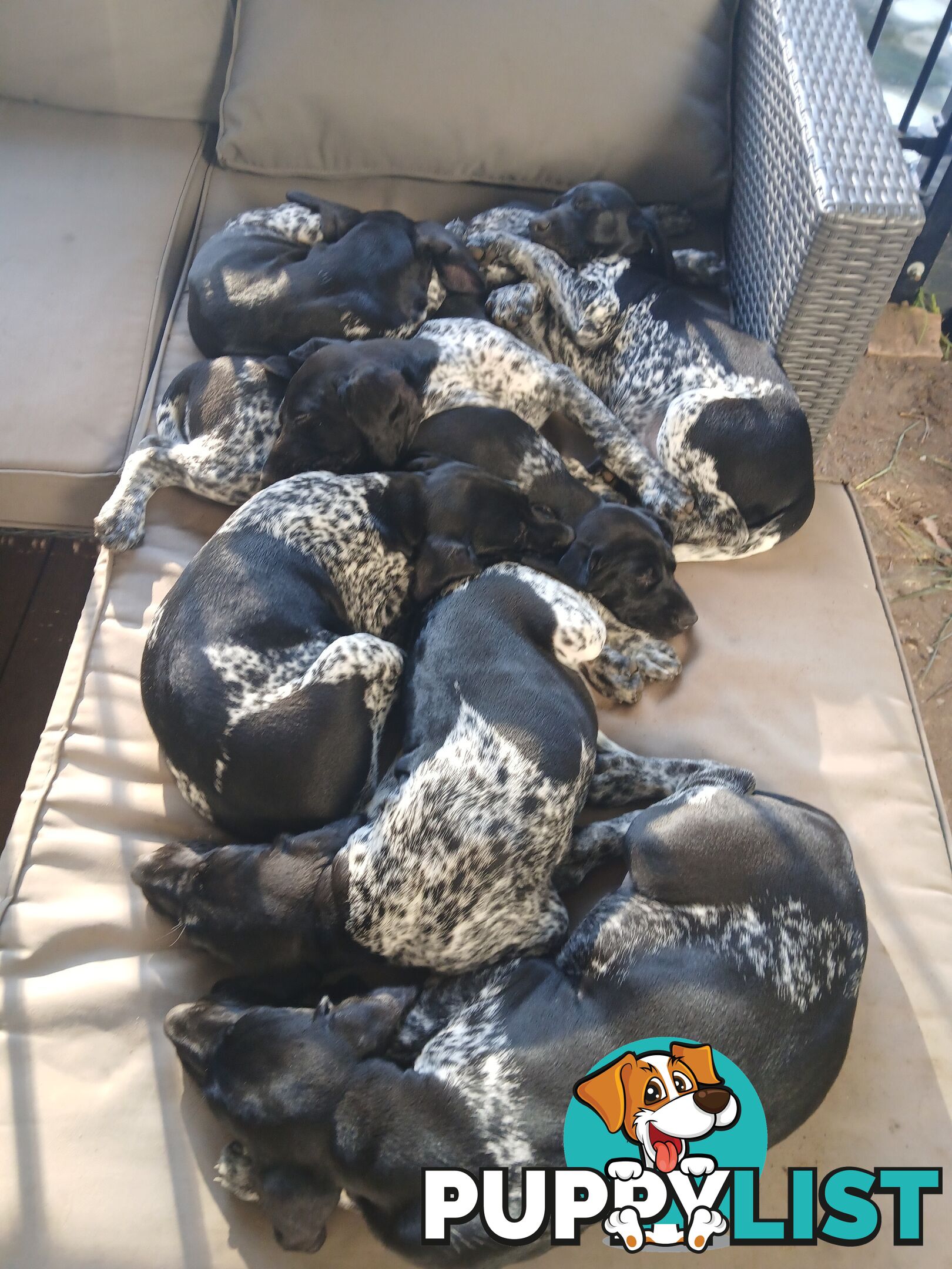 Pedigree German Shorthaired Pointers