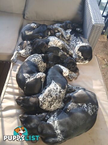 Pedigree German Shorthaired Pointers