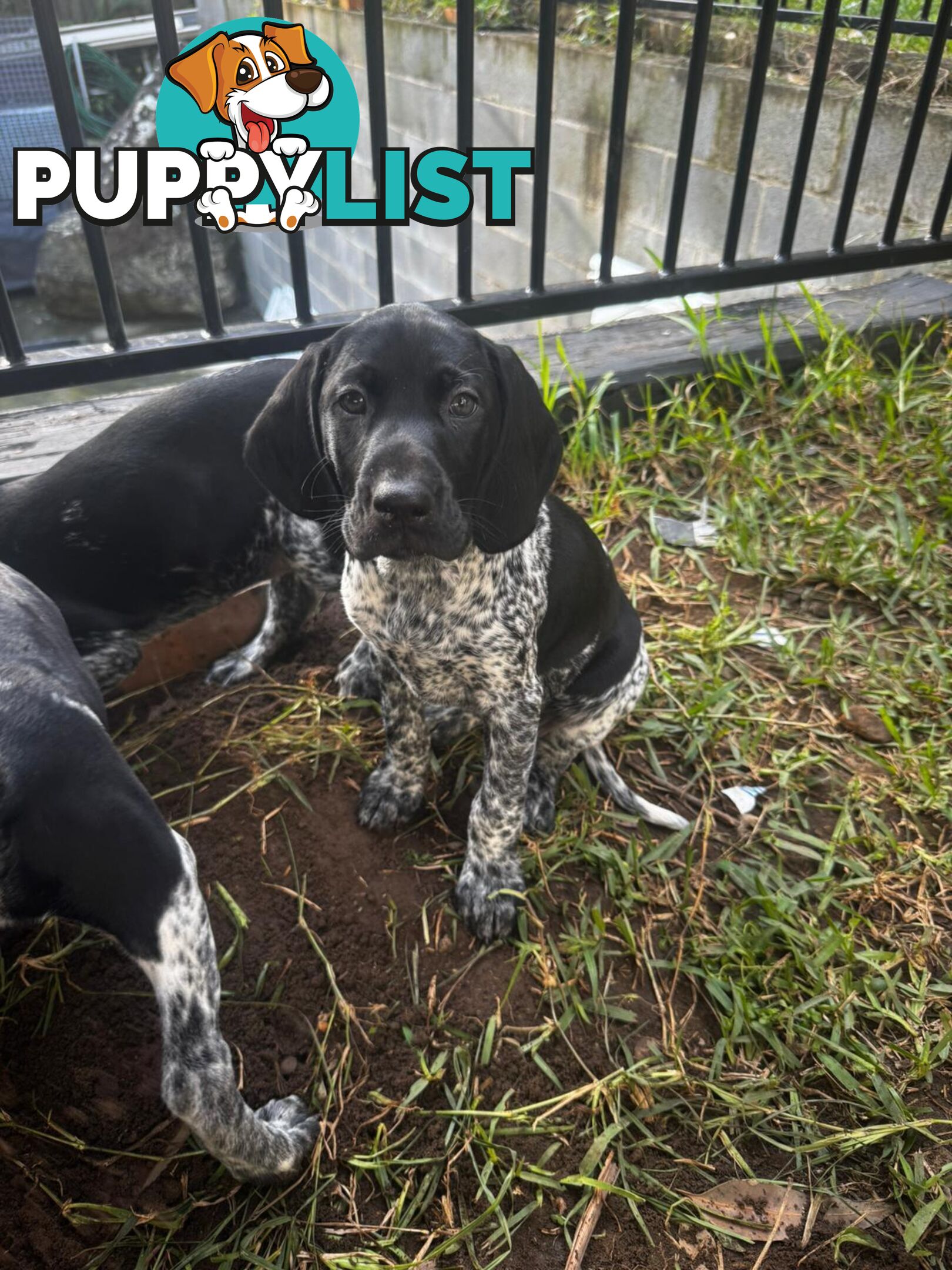 Pedigree German Shorthaired Pointers