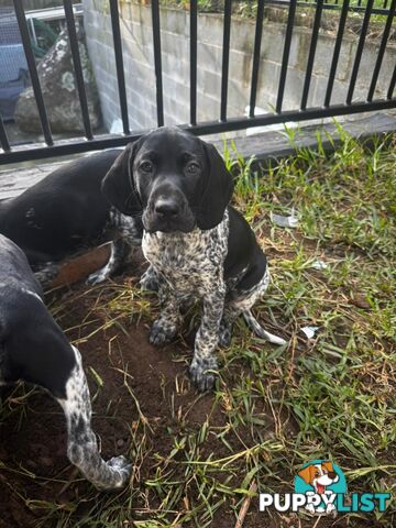Pedigree German Shorthaired Pointers