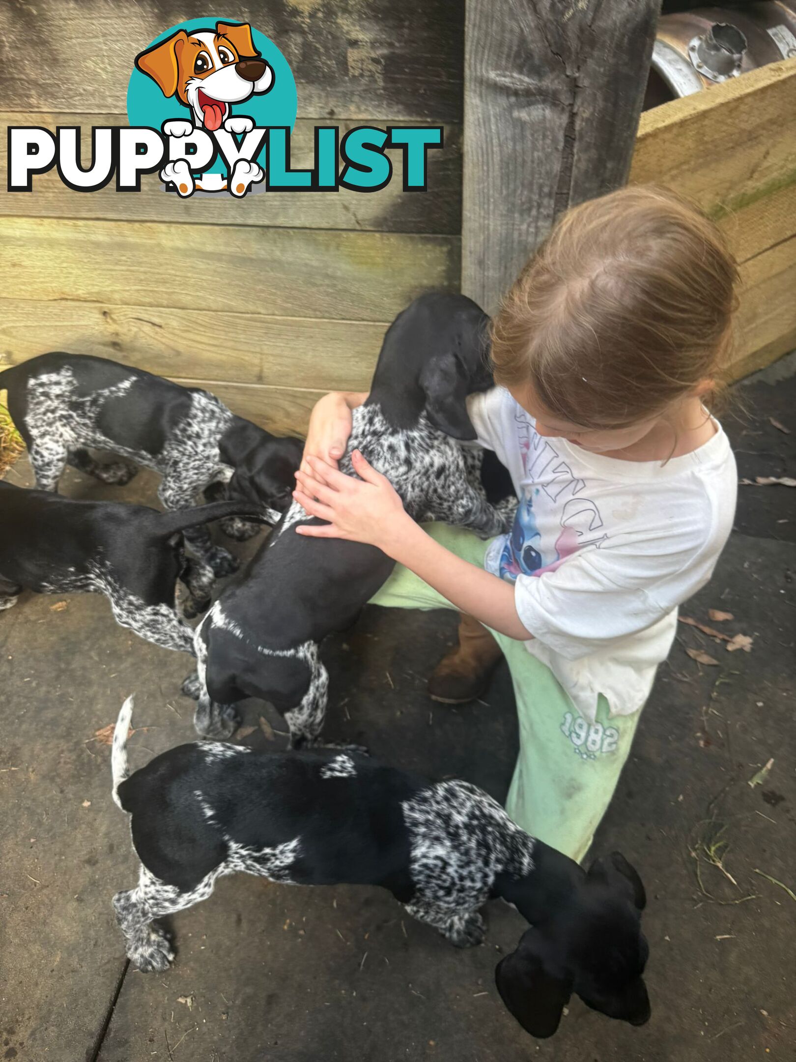 Pedigree German Shorthaired Pointers