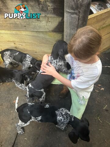 Pedigree German Shorthaired Pointers