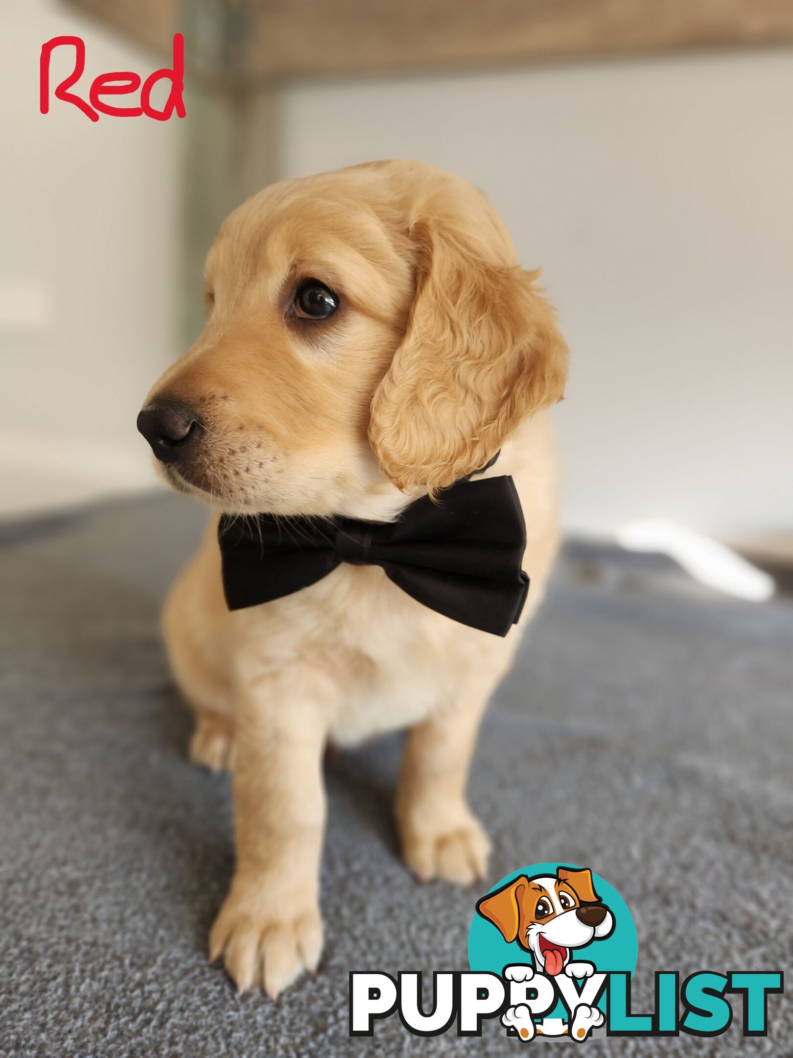 Groodle puppies