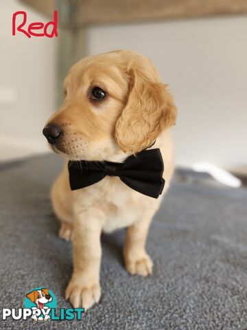 Groodle puppies