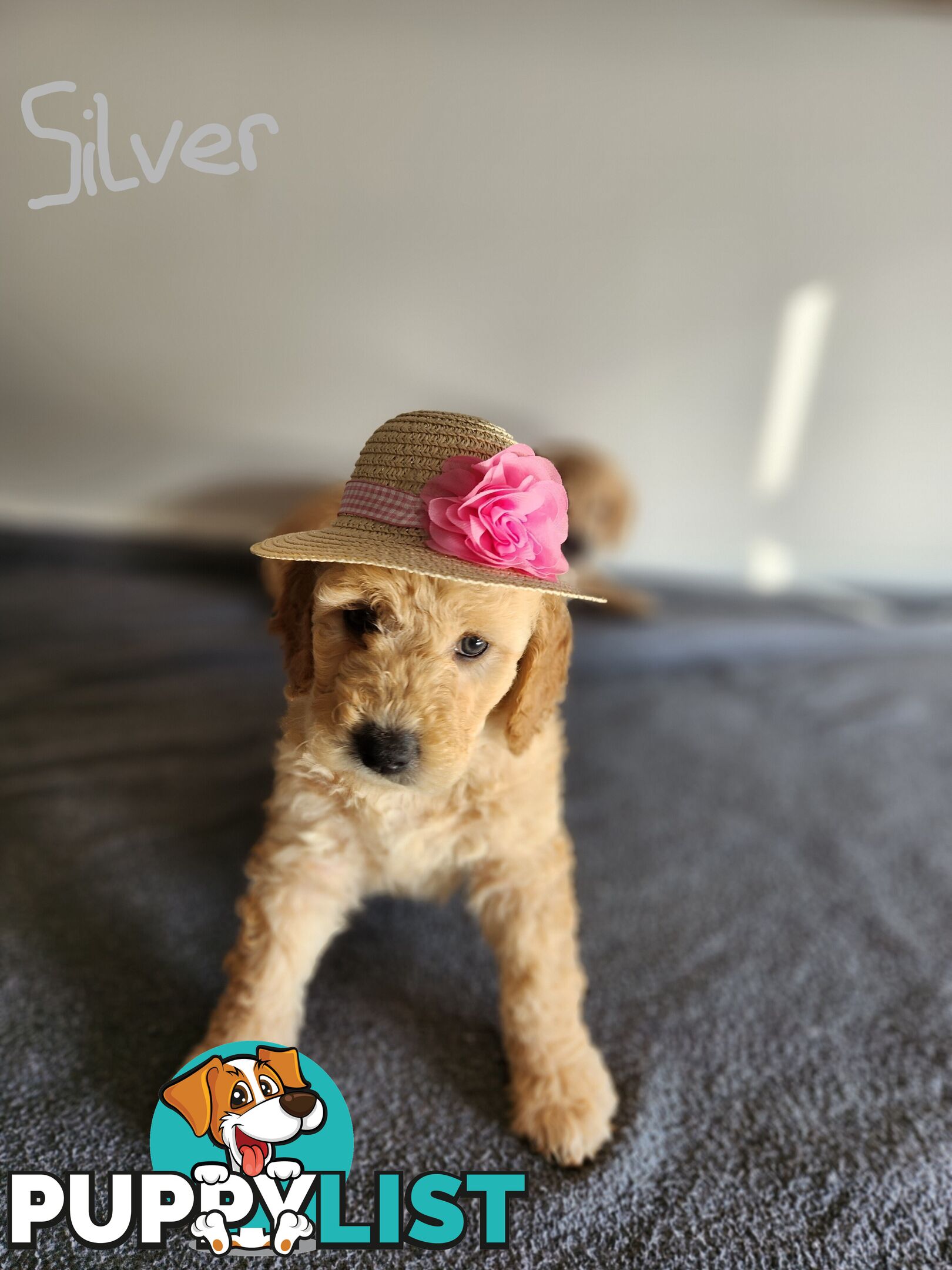 Groodle puppies