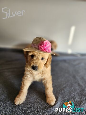 Groodle puppies
