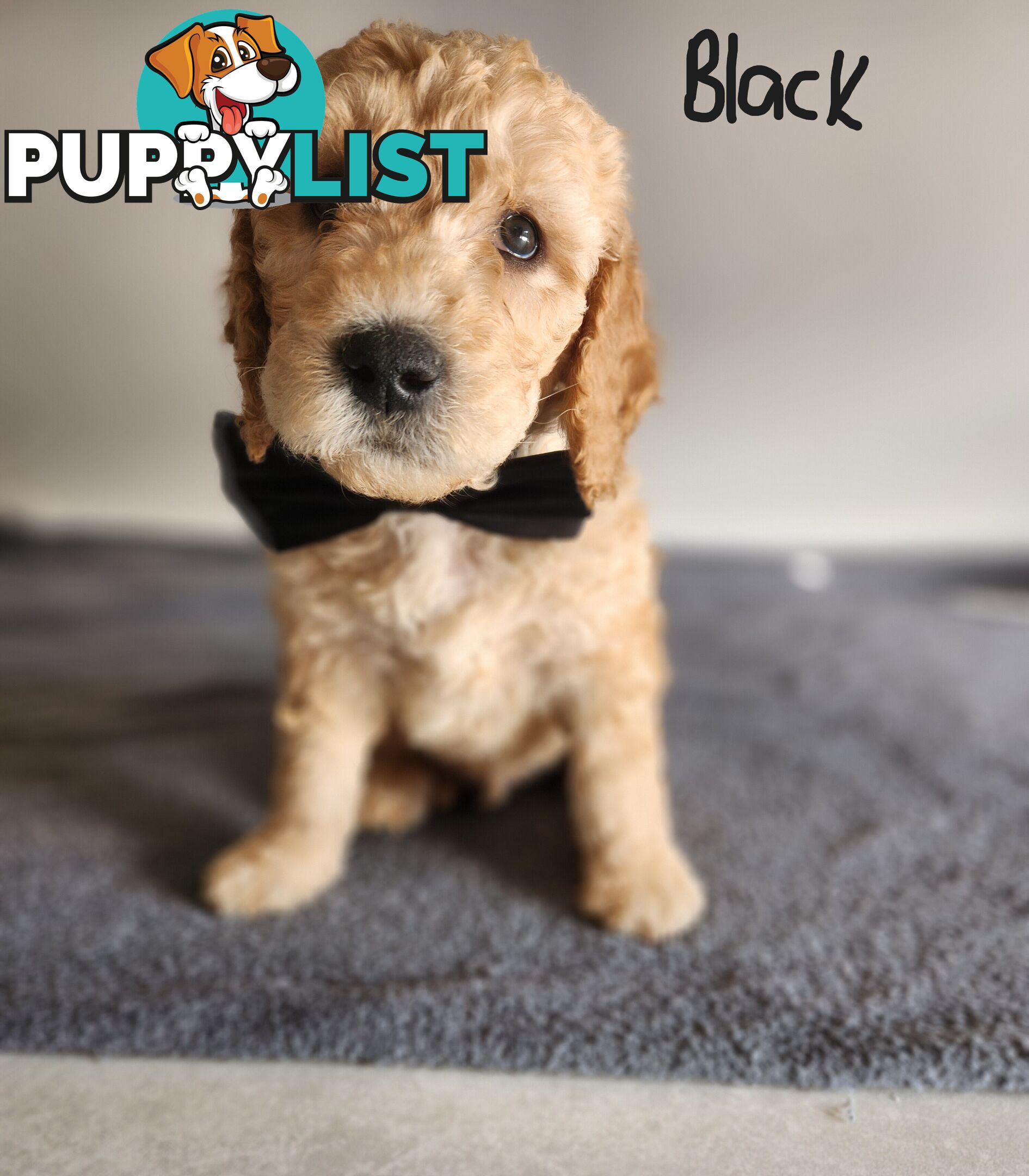 Groodle puppies
