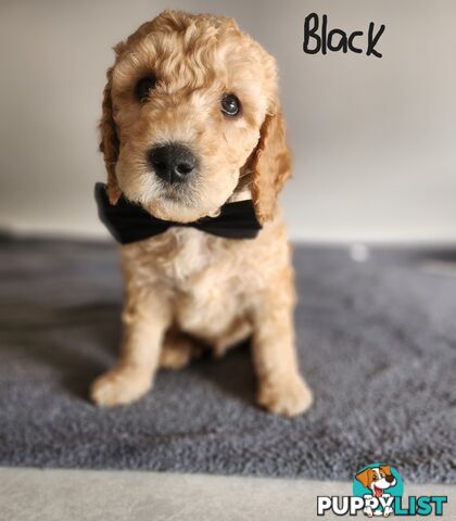 Groodle puppies