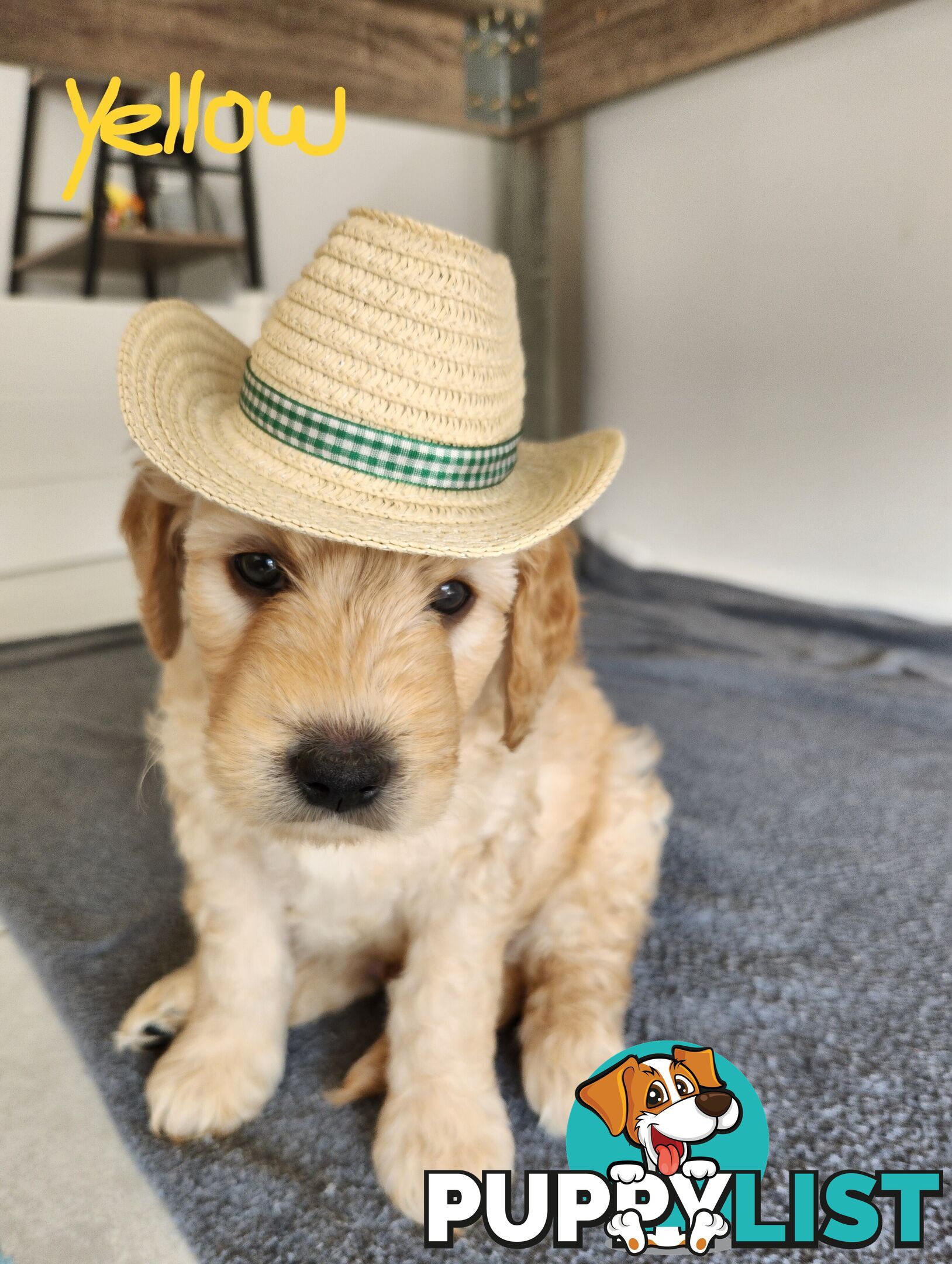 Groodle puppies