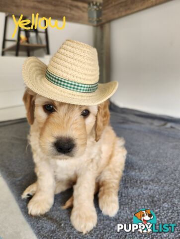 Groodle puppies