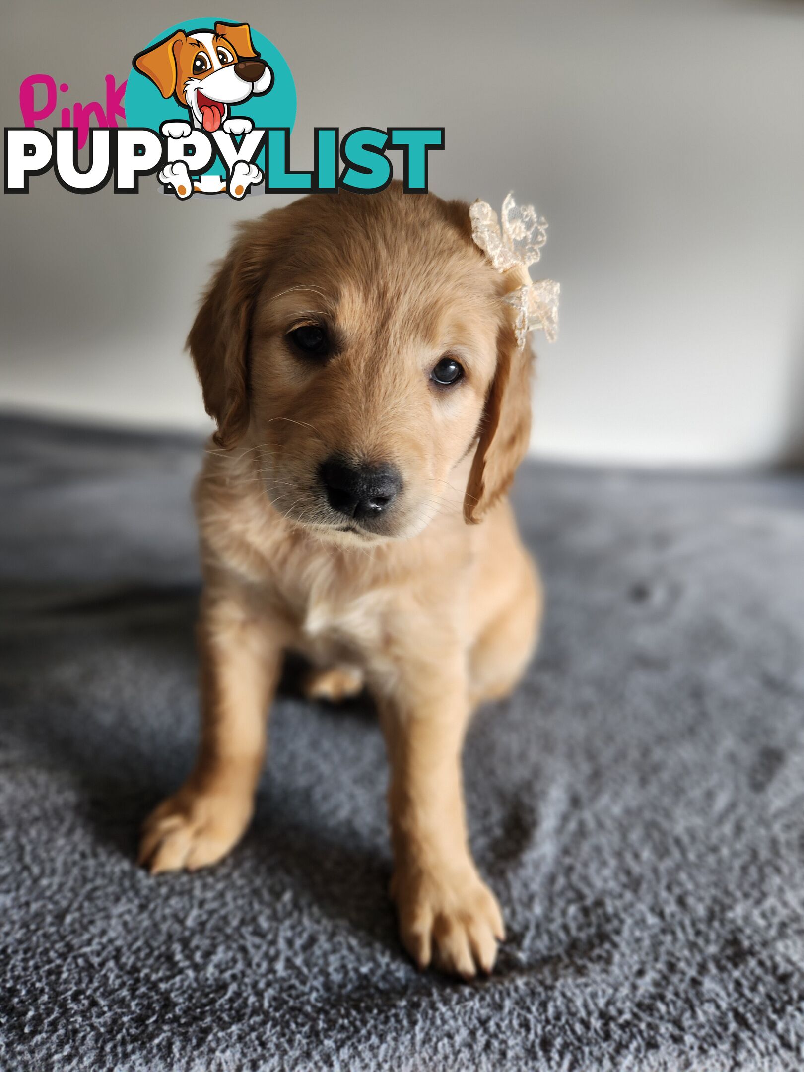 Groodle puppies