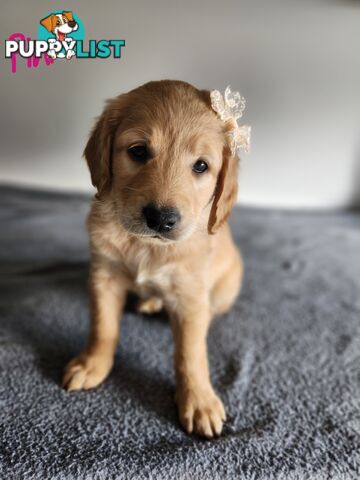 Groodle puppies