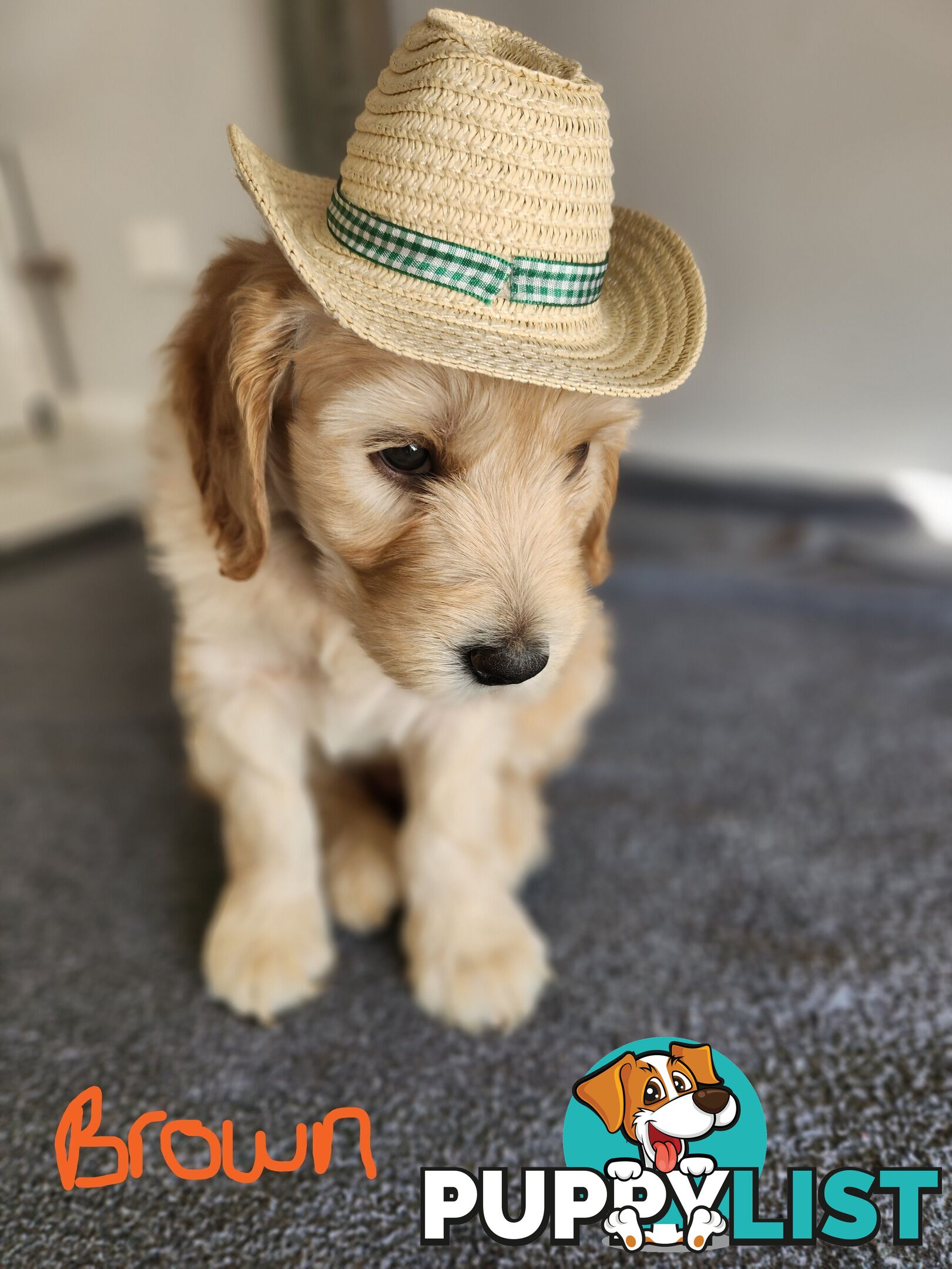 Groodle puppies