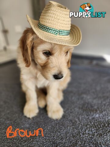 Groodle puppies
