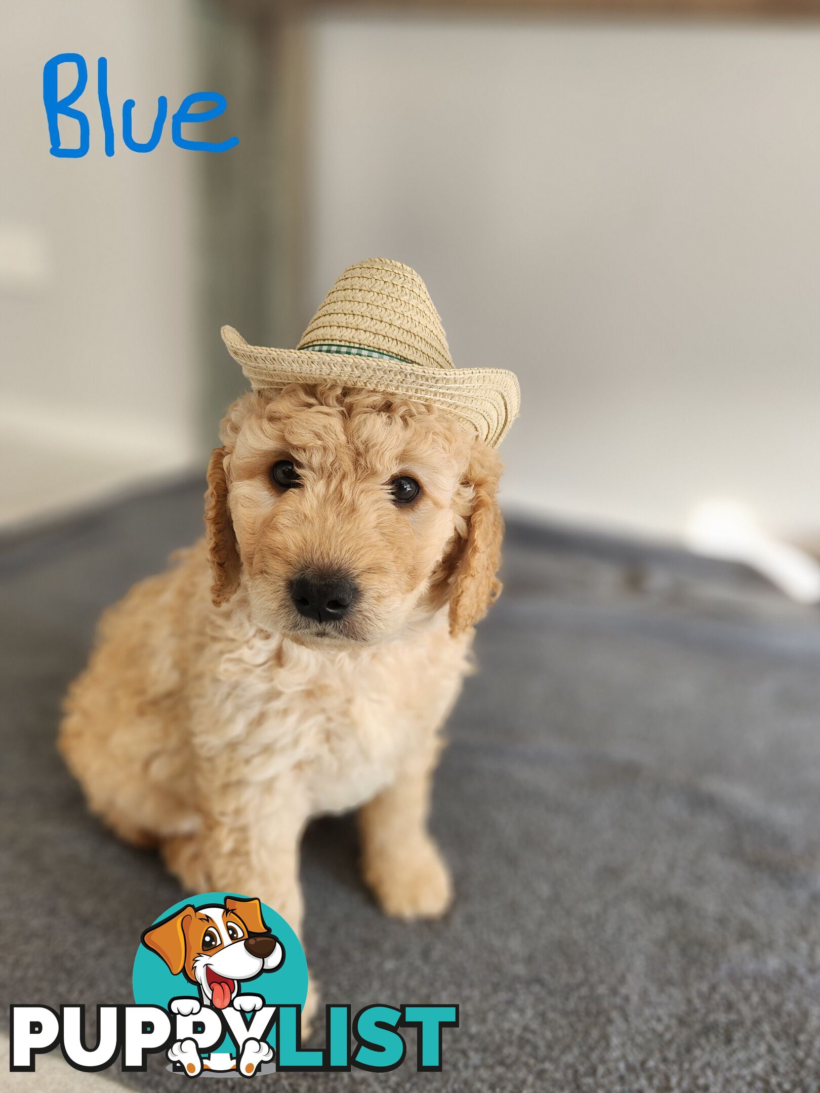 Groodle puppies
