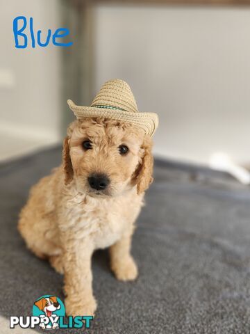 Groodle puppies