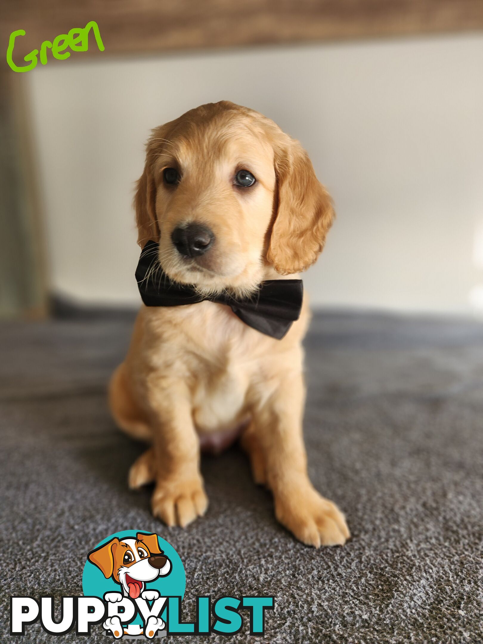 Groodle puppies