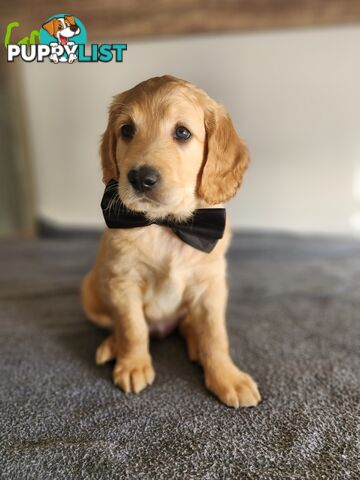 Groodle puppies