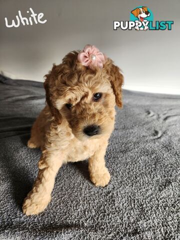 Groodle puppies