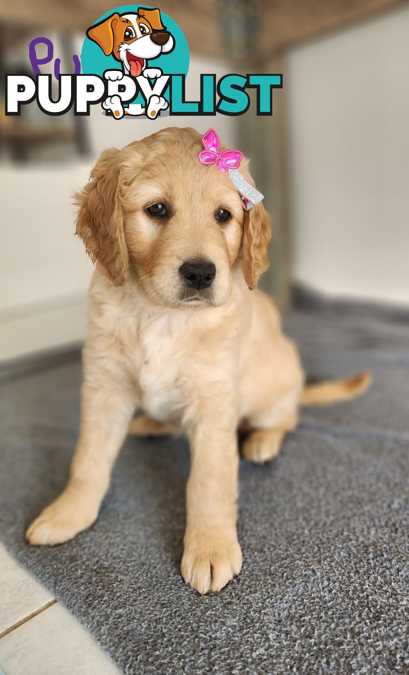 Groodle puppies