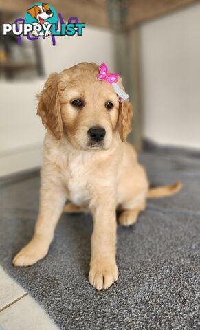 Groodle puppies
