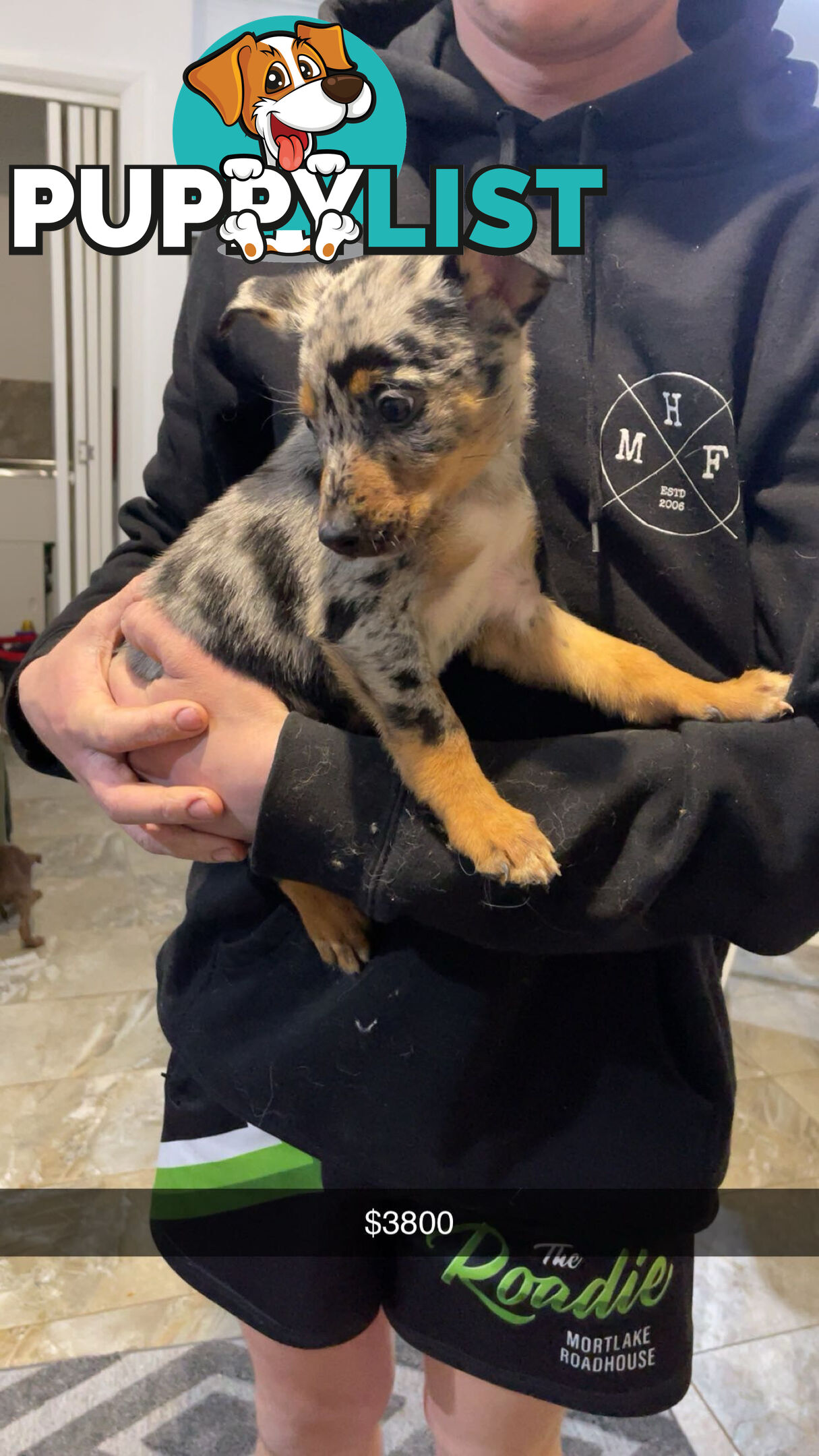 AUSTRALIAN SHEPHERD PUPPIES