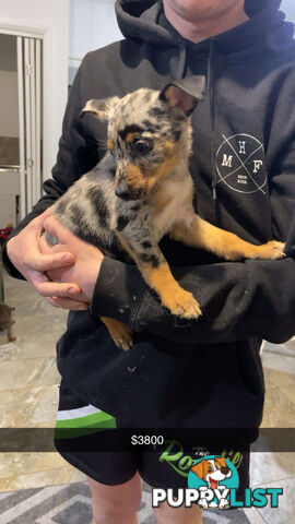 AUSTRALIAN SHEPHERD PUPPIES