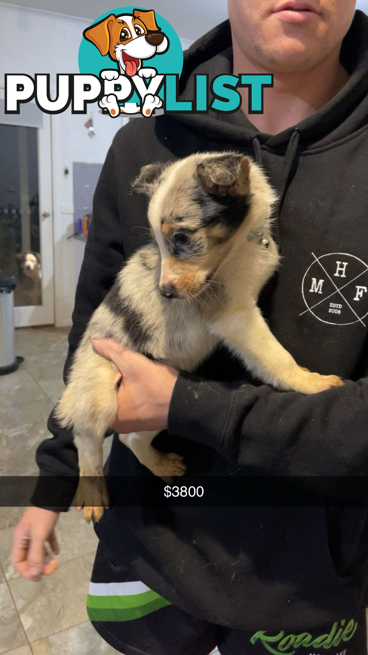 AUSTRALIAN SHEPHERD PUPPIES