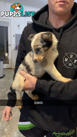 AUSTRALIAN SHEPHERD PUPPIES
