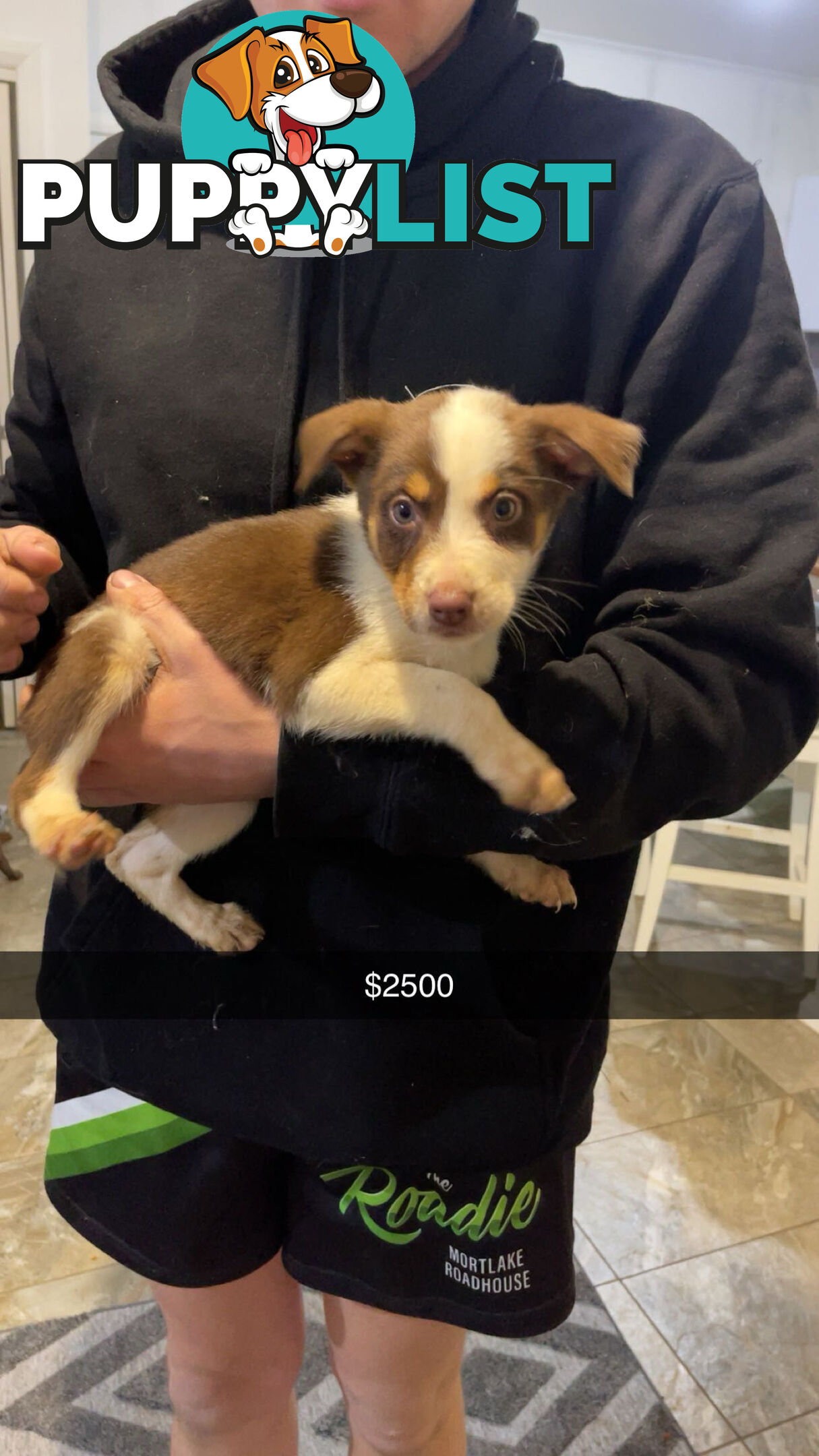 AUSTRALIAN SHEPHERD PUPPIES