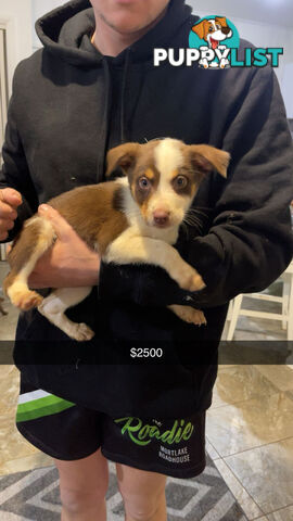 AUSTRALIAN SHEPHERD PUPPIES