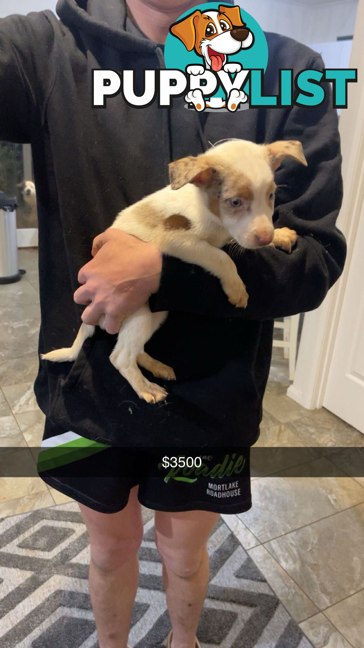 AUSTRALIAN SHEPHERD PUPPIES