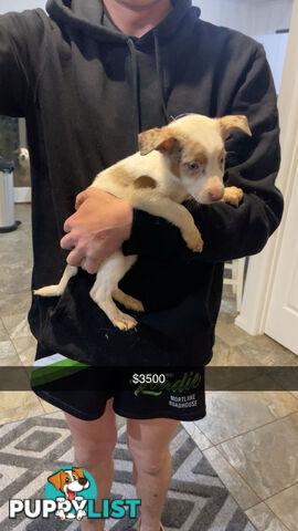 AUSTRALIAN SHEPHERD PUPPIES