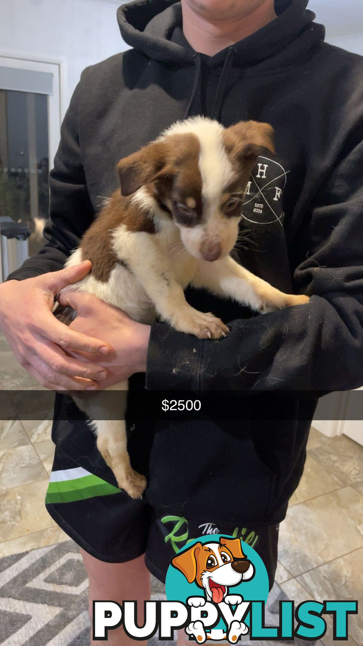 AUSTRALIAN SHEPHERD PUPPIES