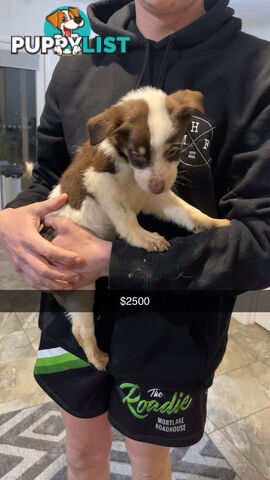 AUSTRALIAN SHEPHERD PUPPIES
