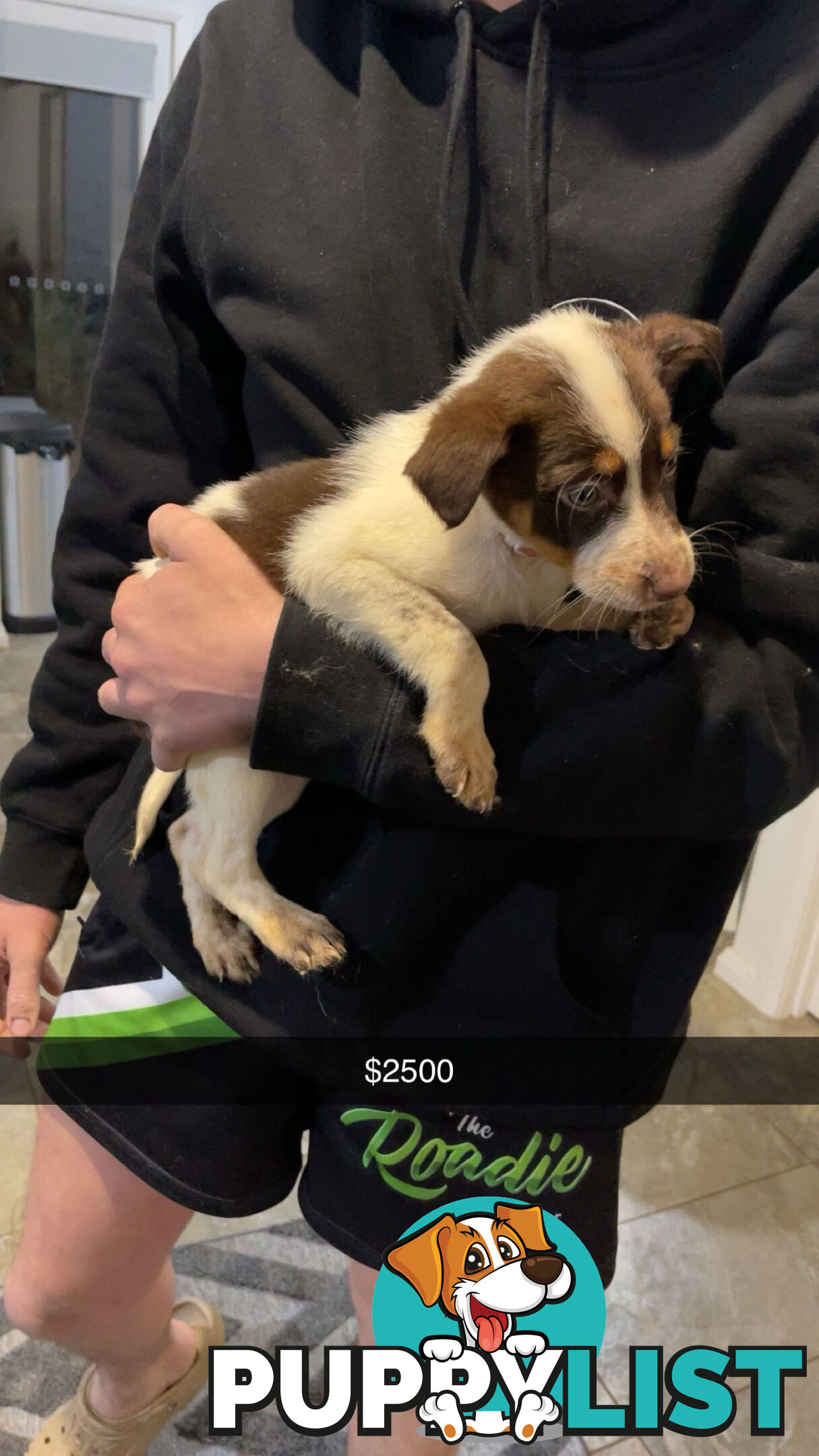 AUSTRALIAN SHEPHERD PUPPIES