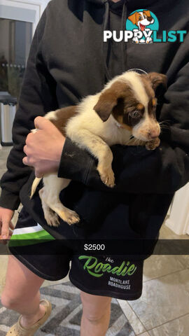AUSTRALIAN SHEPHERD PUPPIES