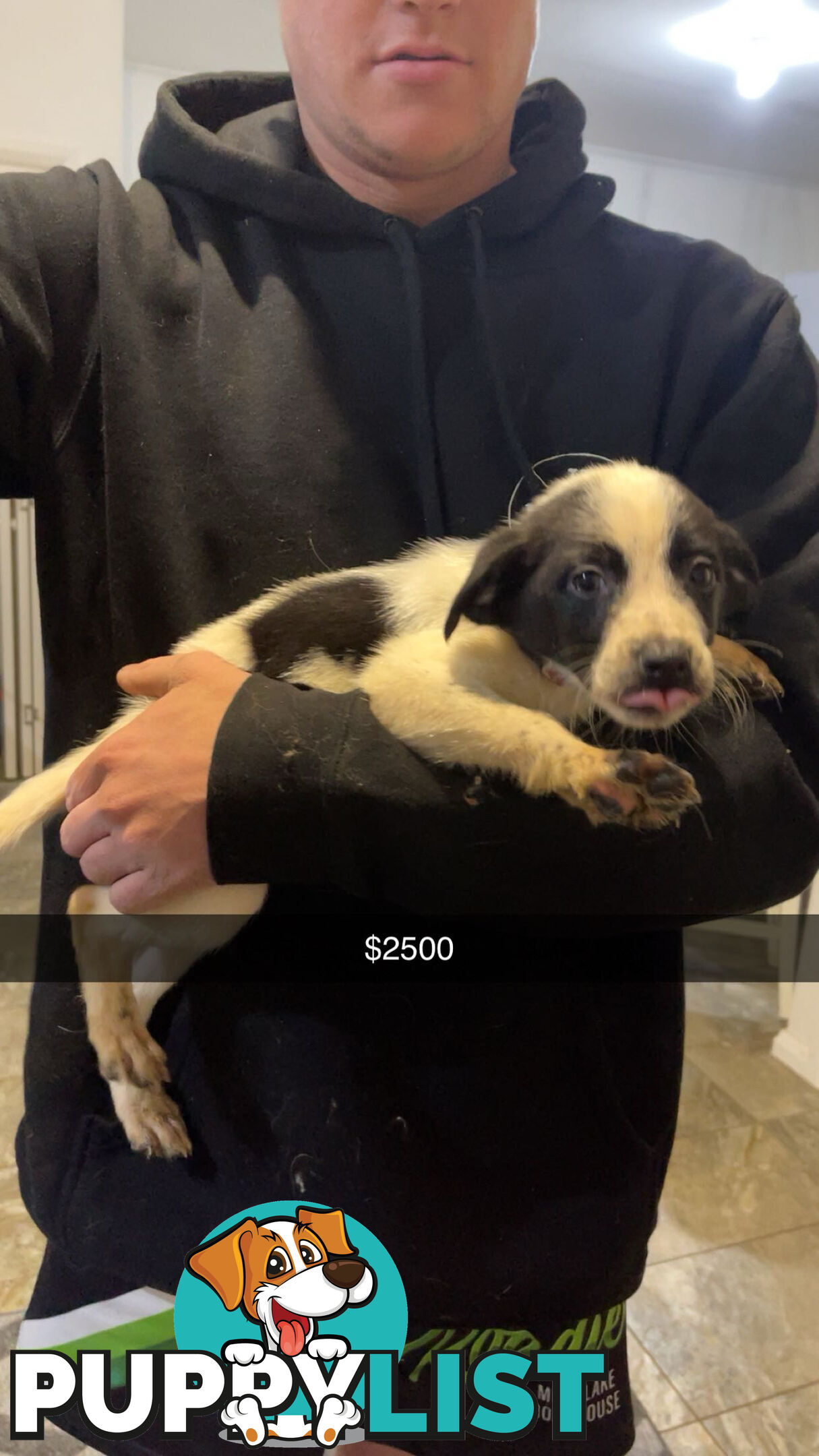 AUSTRALIAN SHEPHERD PUPPIES