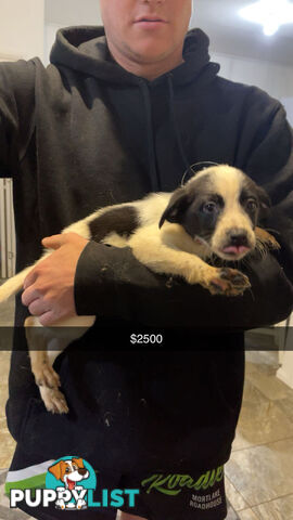 AUSTRALIAN SHEPHERD PUPPIES