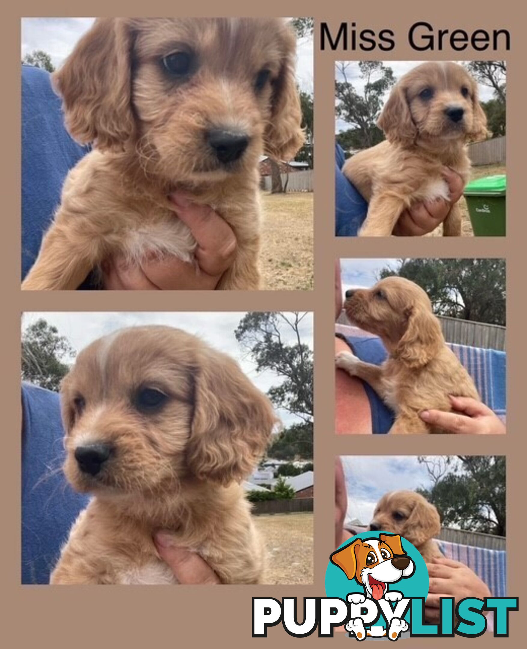 Minature Cavoodle Puppies