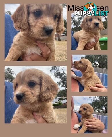 Minature Cavoodle Puppies