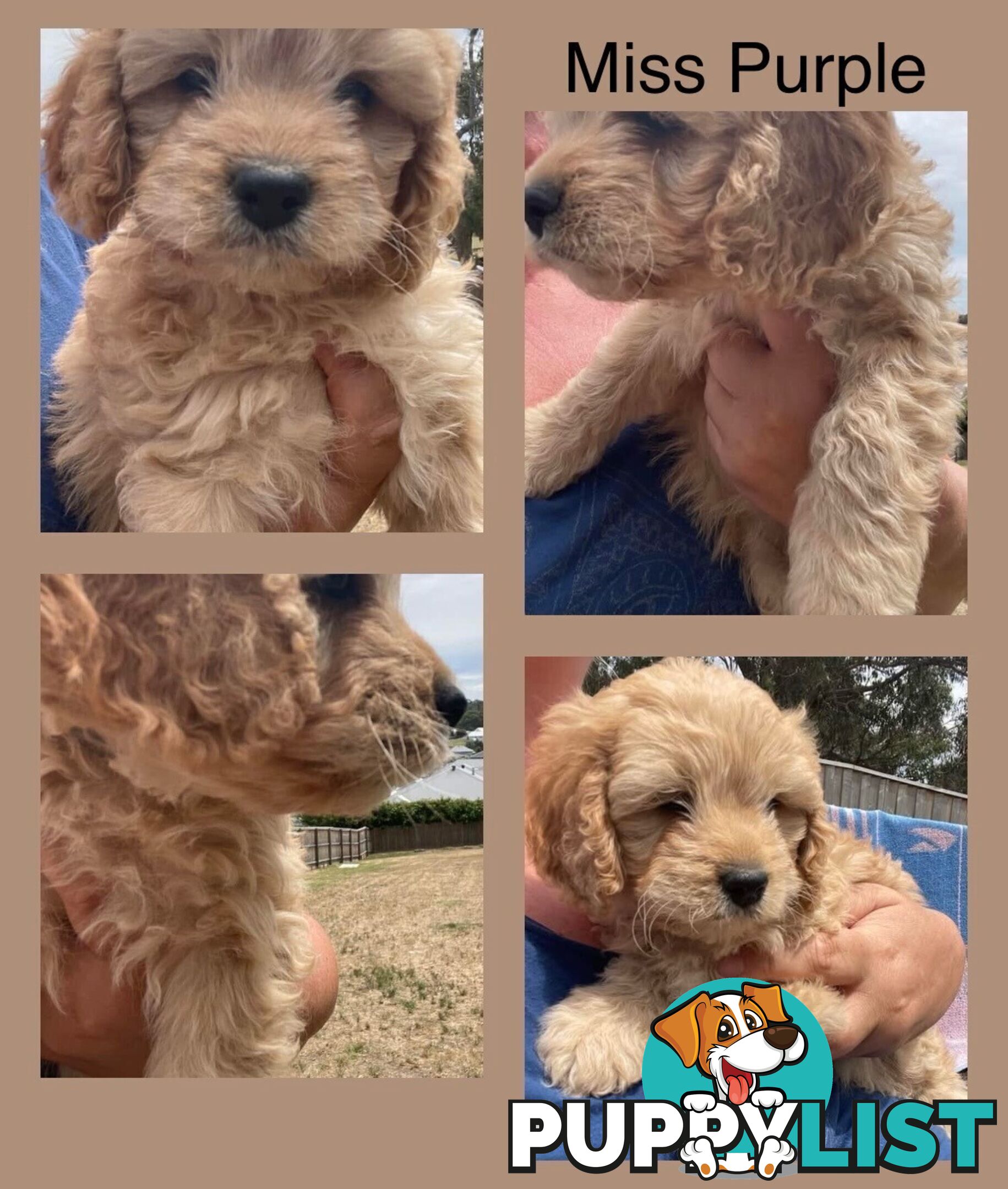 Minature Cavoodle Puppies