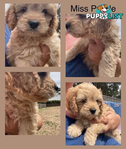 Minature Cavoodle Puppies