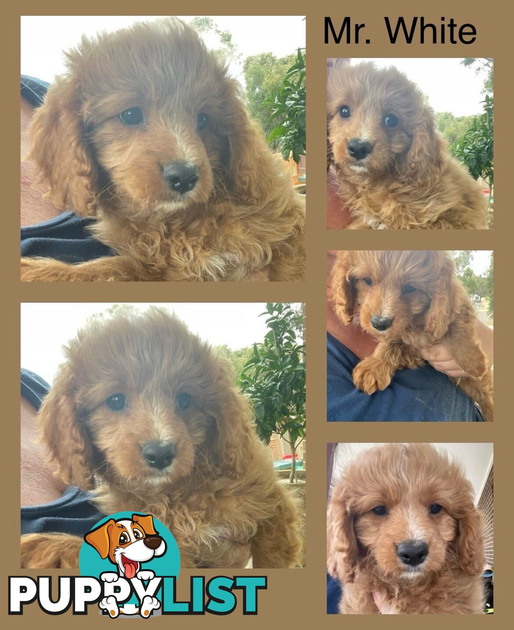 Minature Cavoodle Puppies