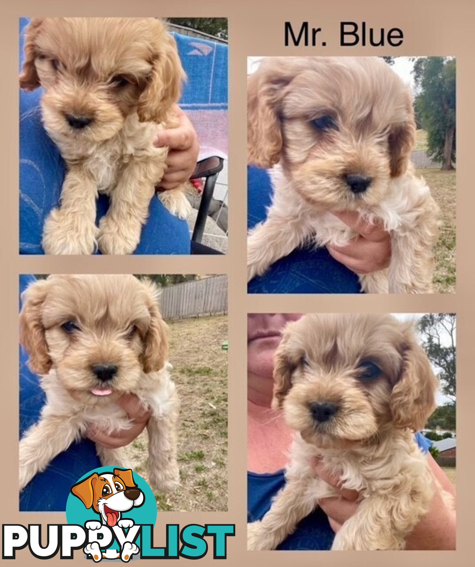 Minature Cavoodle Puppies