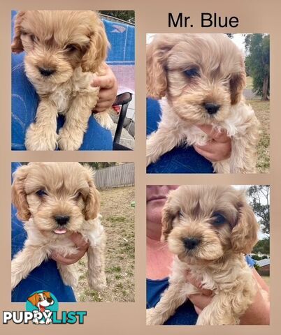 Minature Cavoodle Puppies