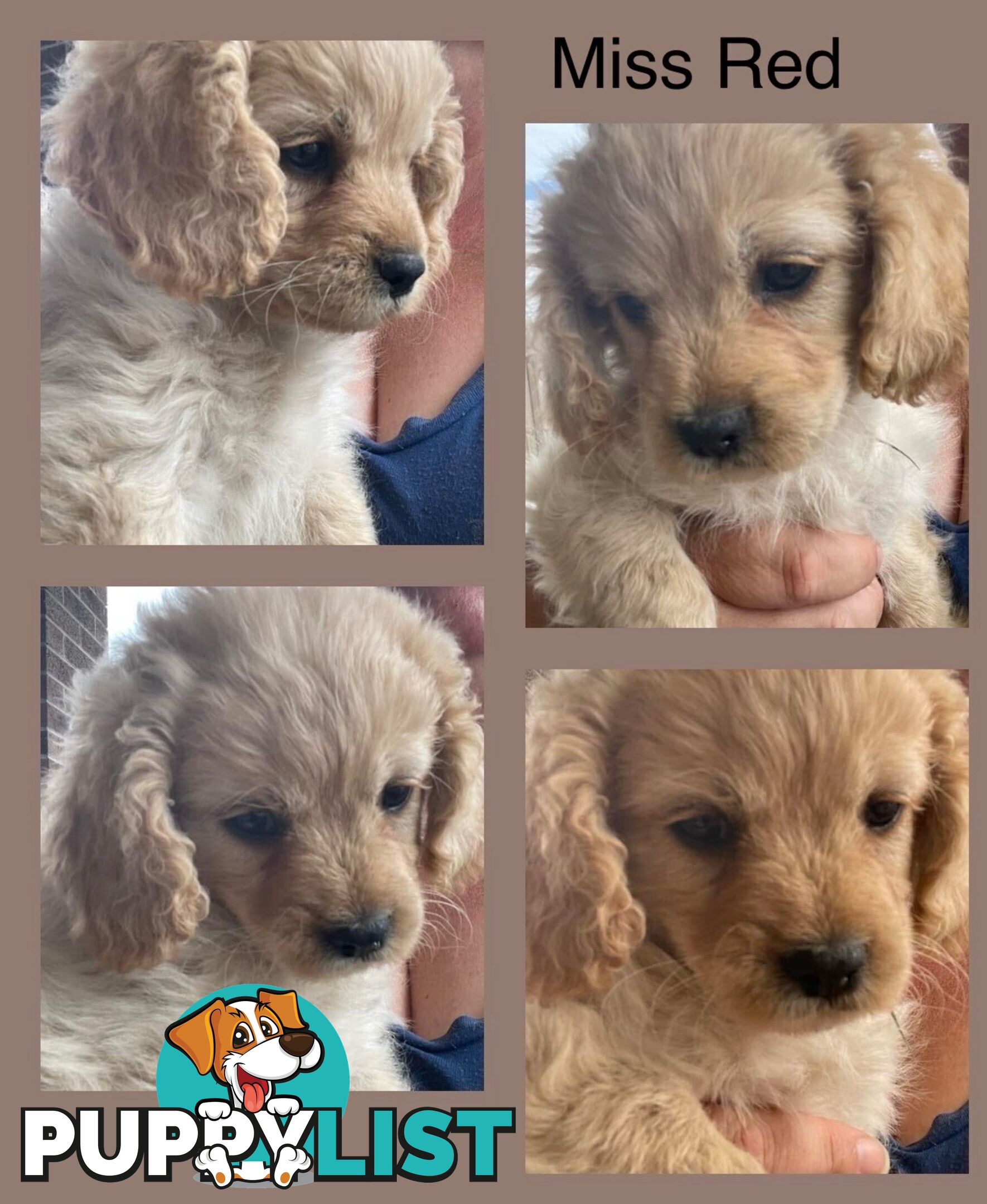 Minature Cavoodle Puppies