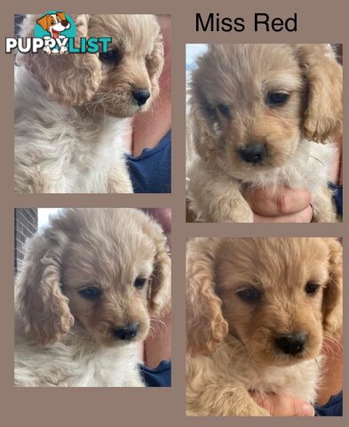 Minature Cavoodle Puppies